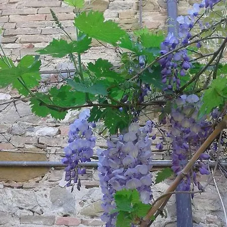 Le Rondini Apartment *