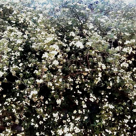 Le Rondini * Petrignano