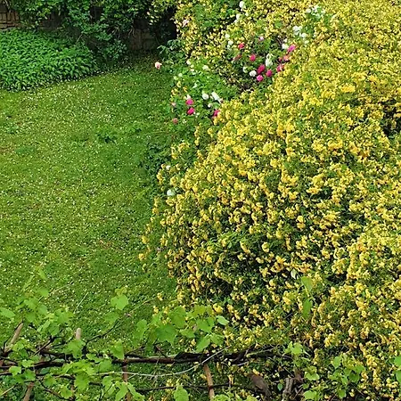 Le Rondini Apartment *